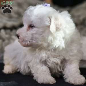 Bella, Bichon Frise Puppy